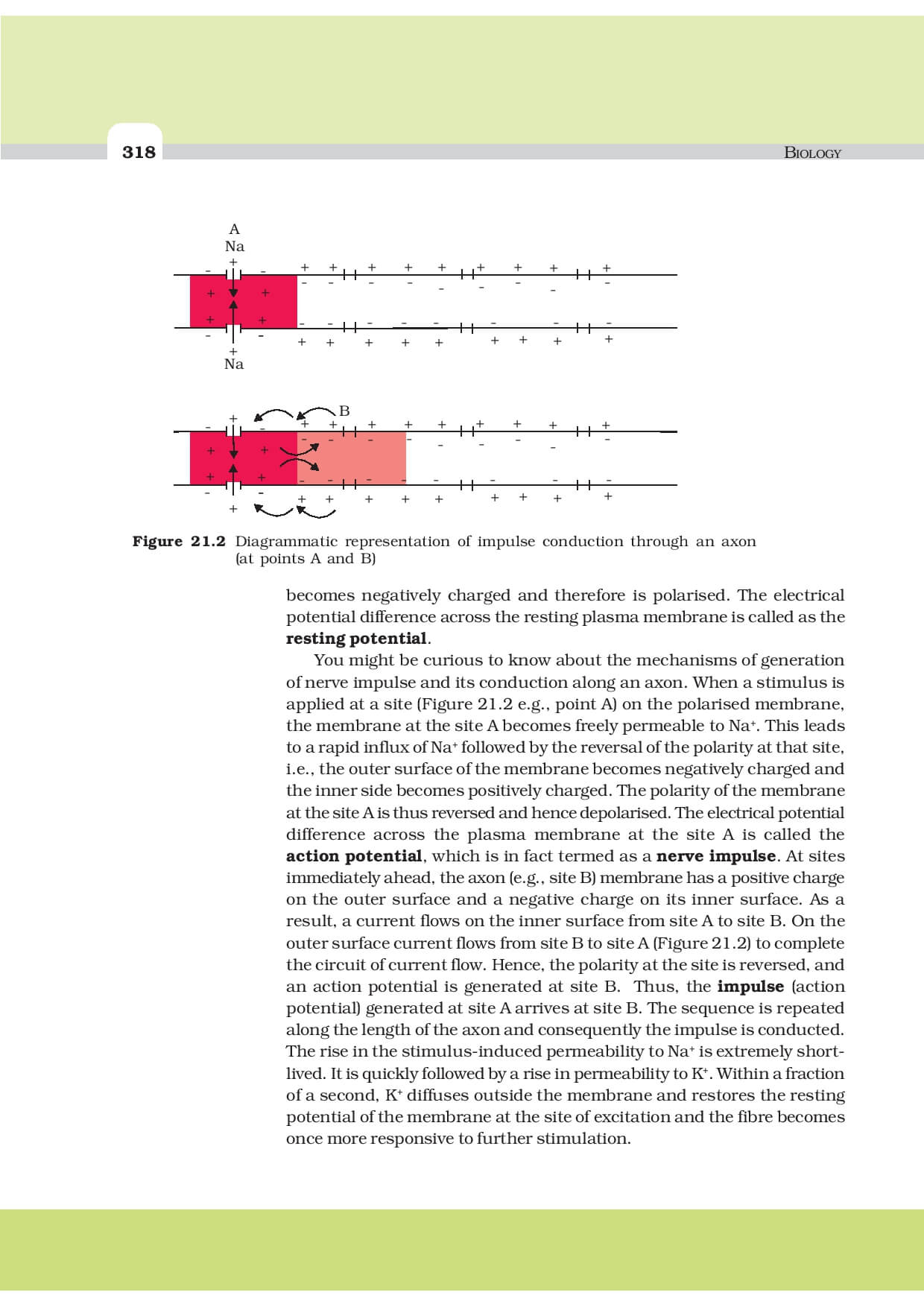 Biology Questions And Answers Class